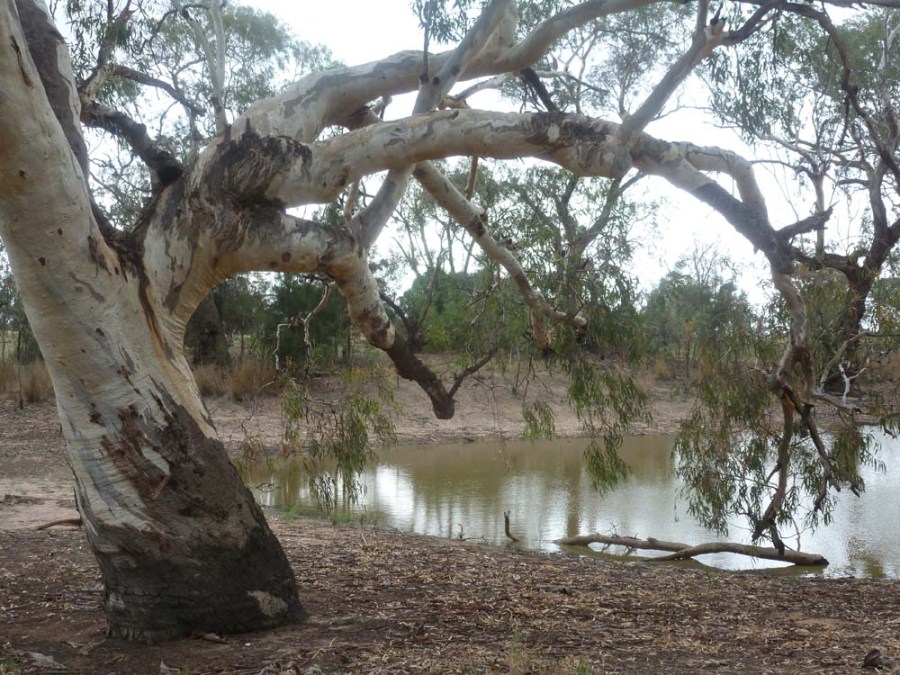 AUSTRALIA - Under the shade of a Coolibah by a Billabong, in the Outback